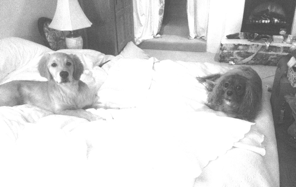 ^^Ruari reminding Mr. Yellowhairs that all this belongs to him. So brave, Little Red, so brave. 