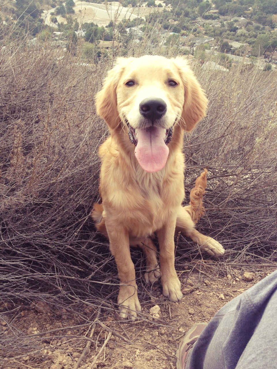 ^^he's a dog that sits in sticks 